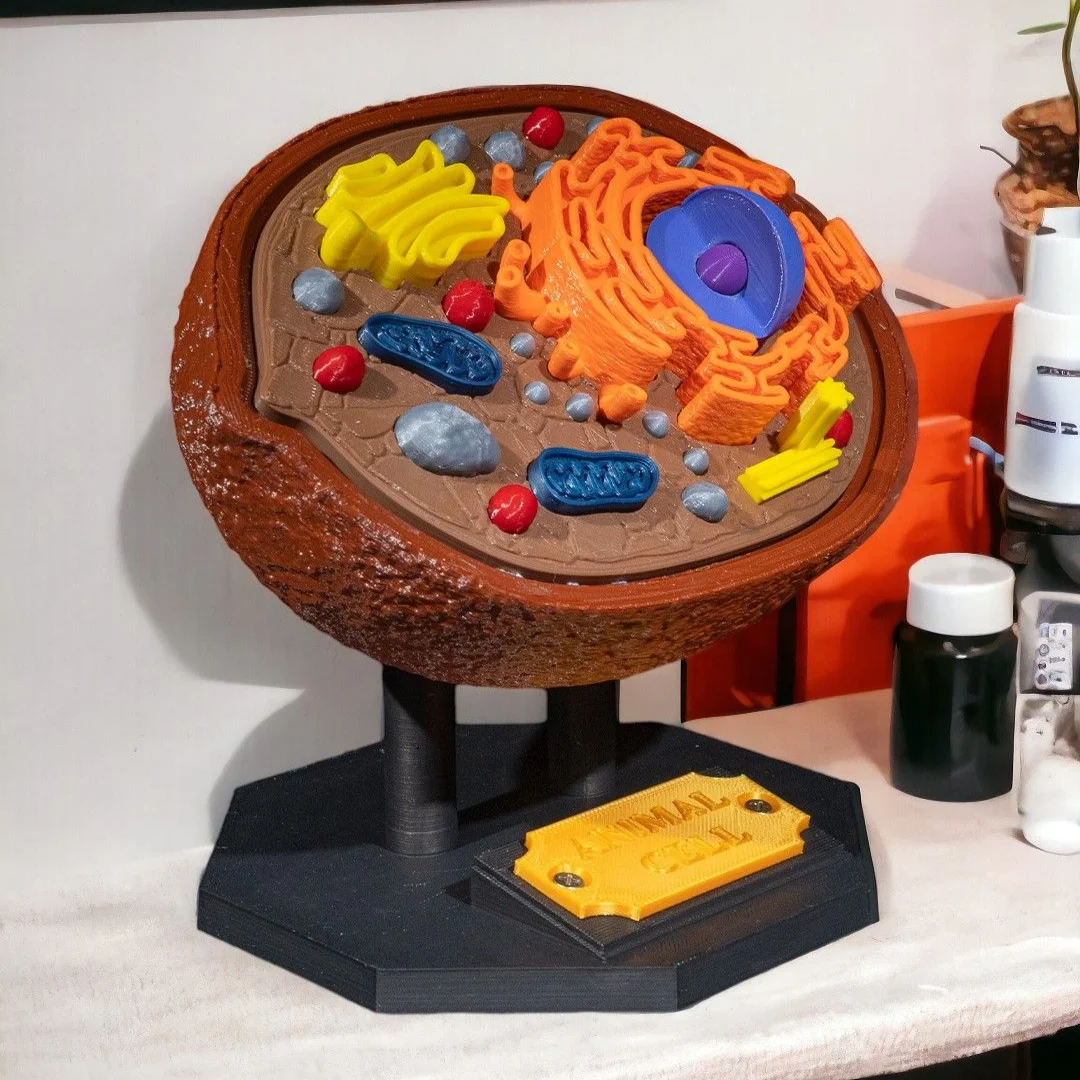Angled front view of an animal cell model on its display stand.