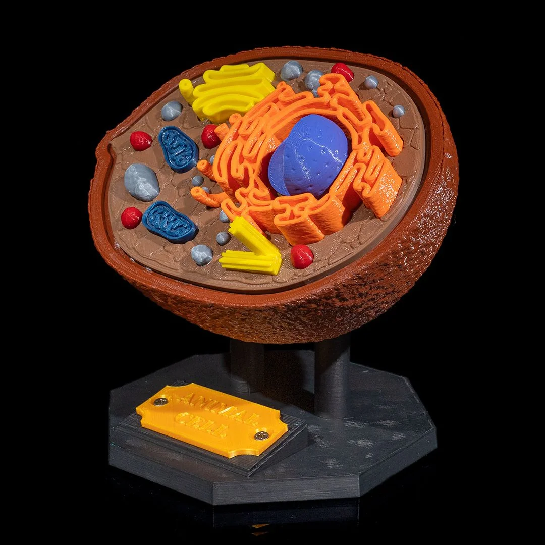 Elevated view of an animal cell model showing its nucleus and organelles.