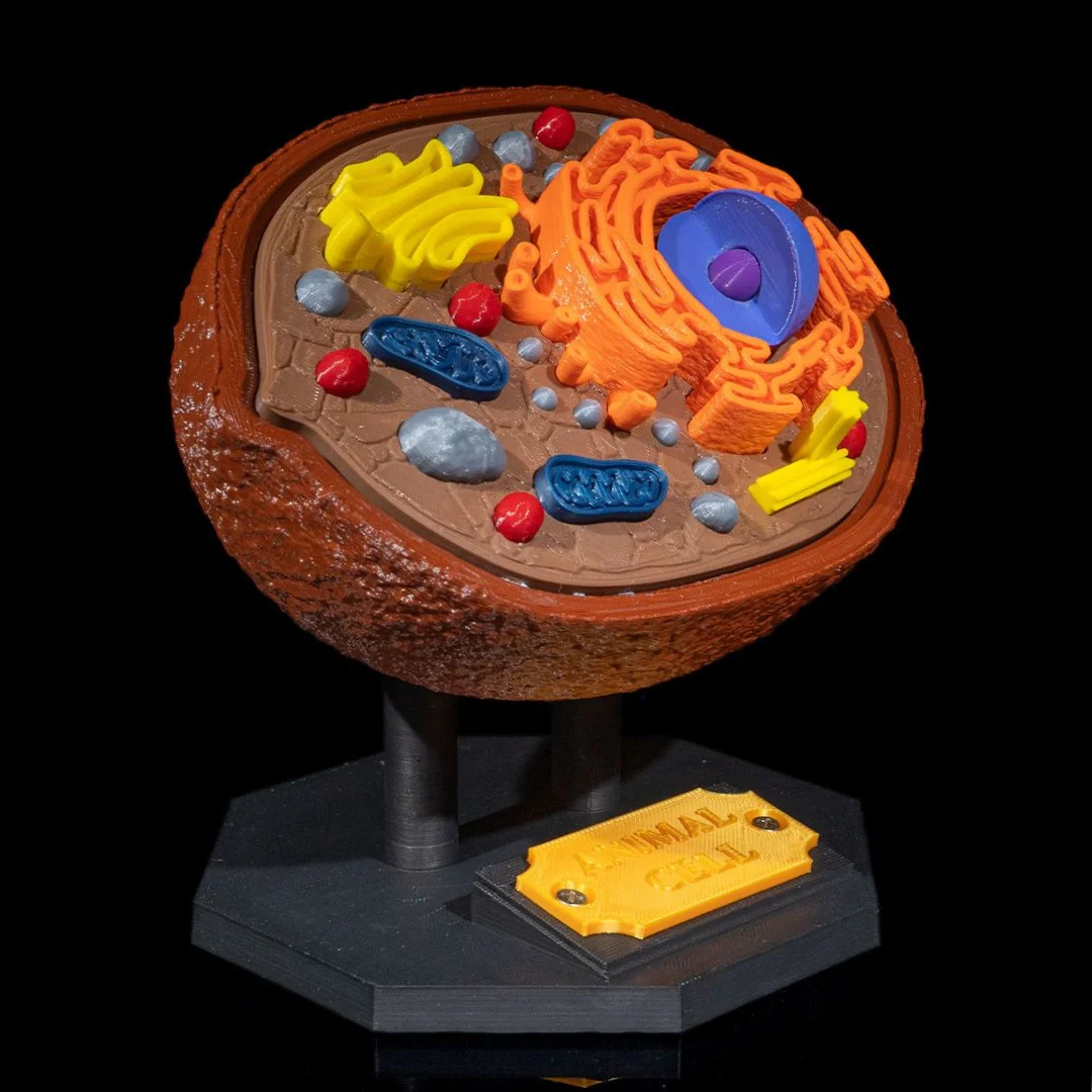 Angled view of an animal cell model with raised internal structures.