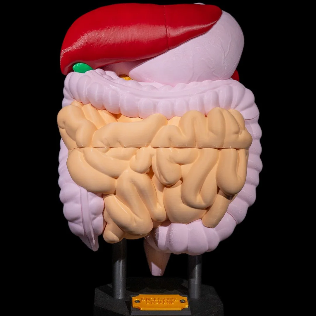 Front view of a digestive system model showing the liver, stomach and intestines on a stand.