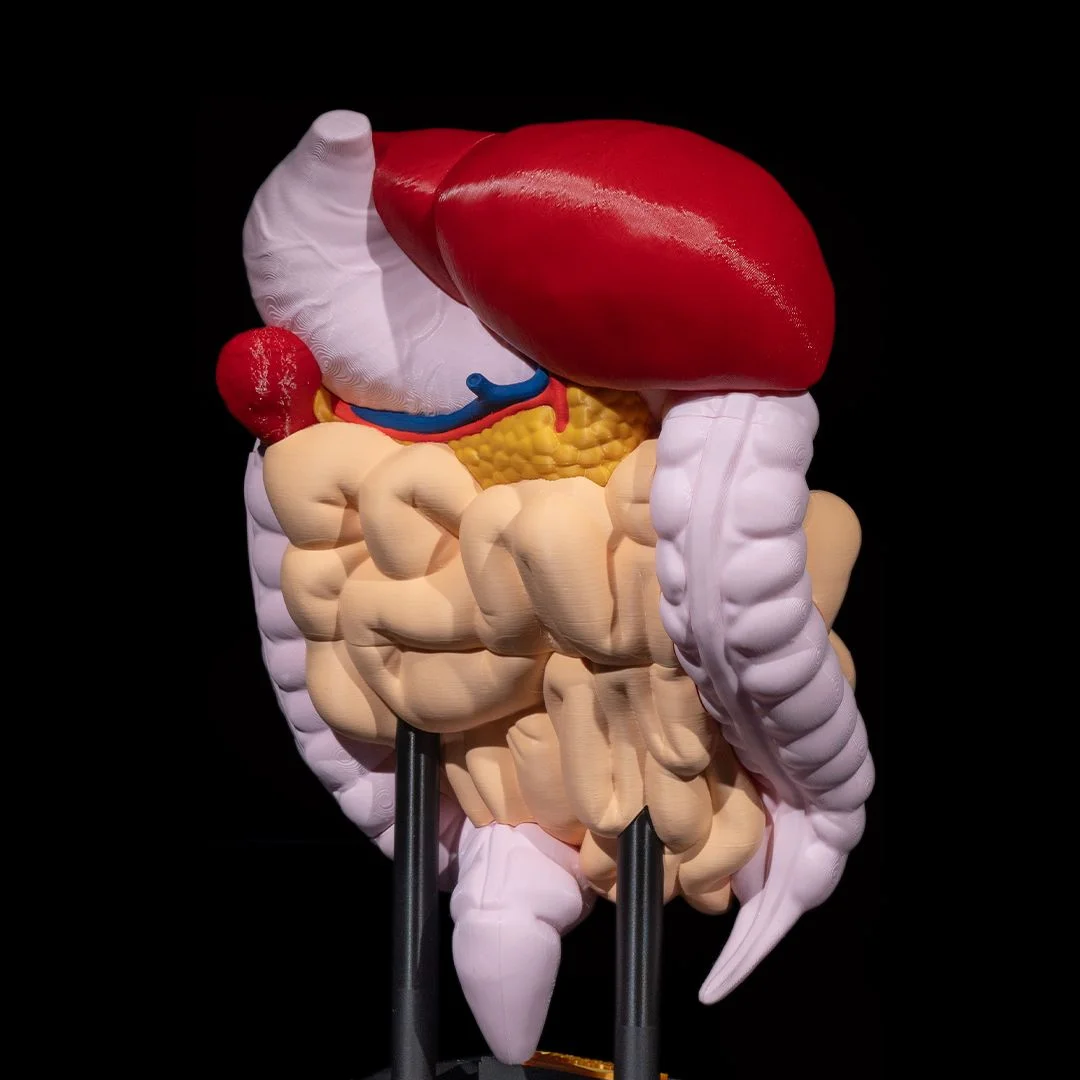 Angled view of a digestive system model with internal organ details exposed.