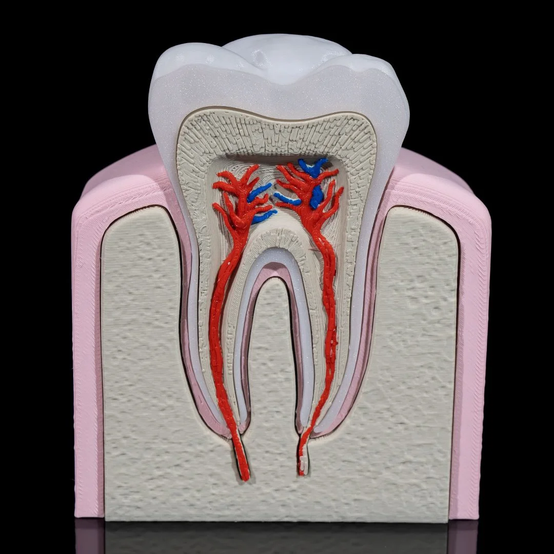 Front view of a tooth cross-section model showing roots and internal blood vessels.