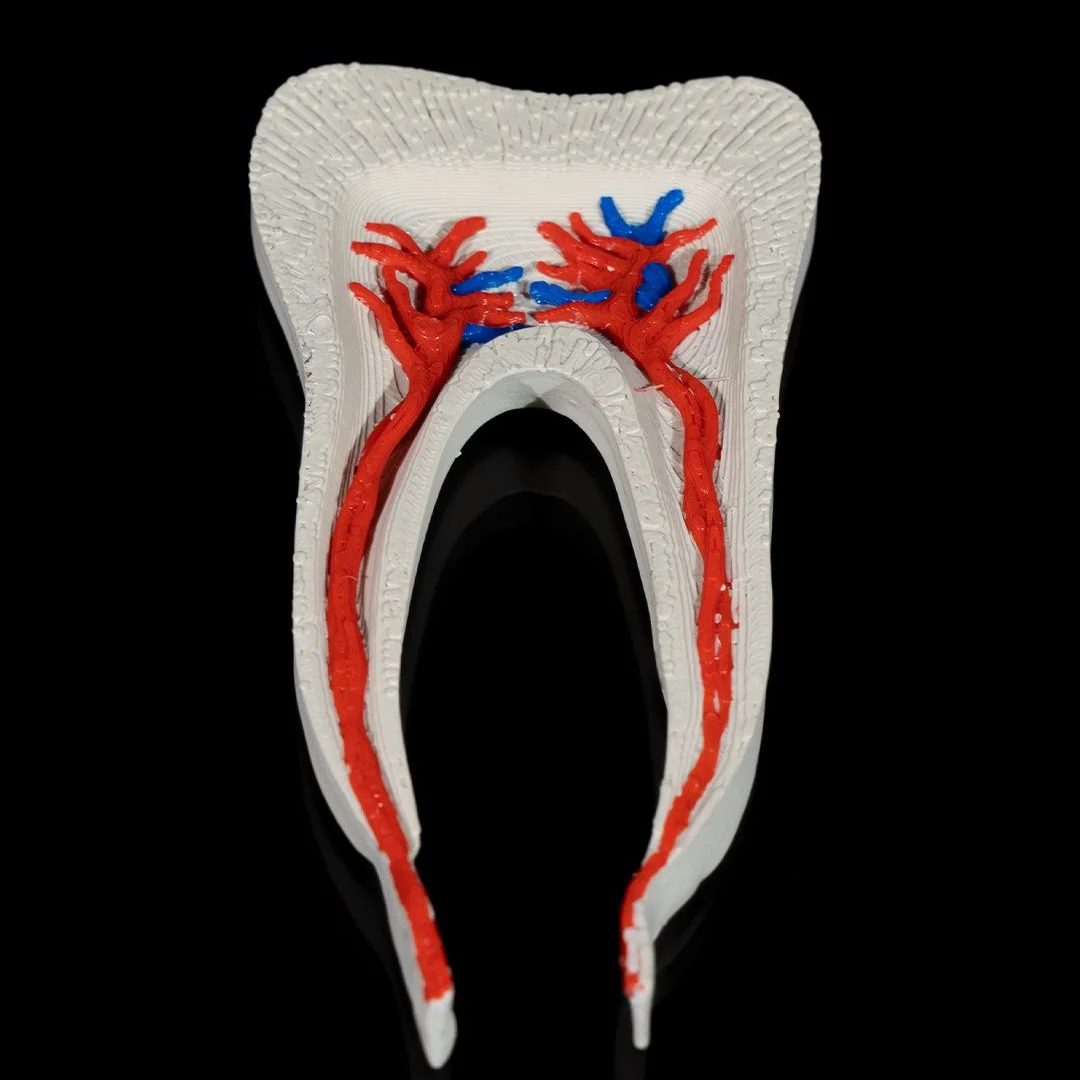 Close view of internal tooth layers and blood vessels in a cross-section model.