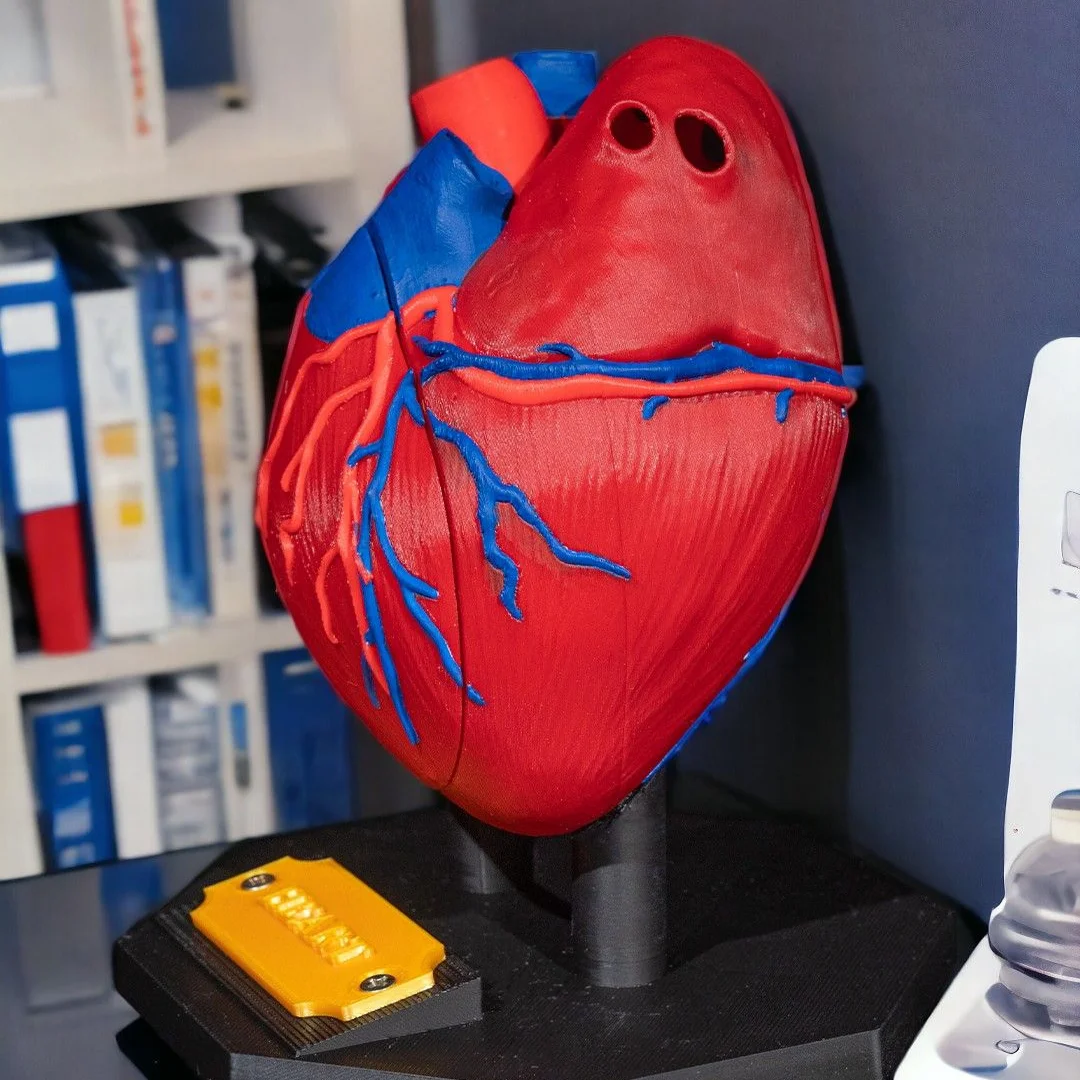 Heart teaching model viewed from the side on its stand.