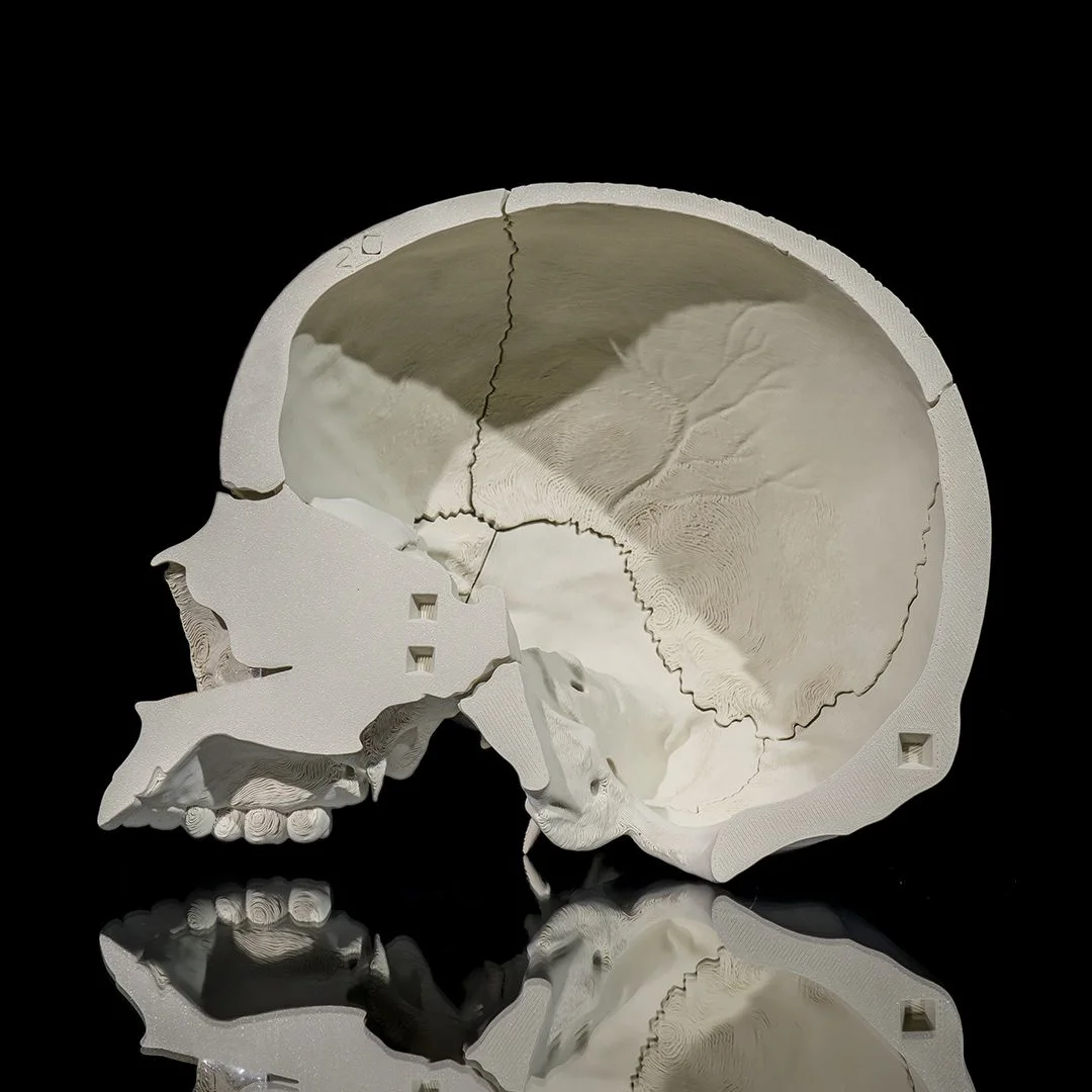 Sectioned adult skull model showing the inside of the cranial cavity.