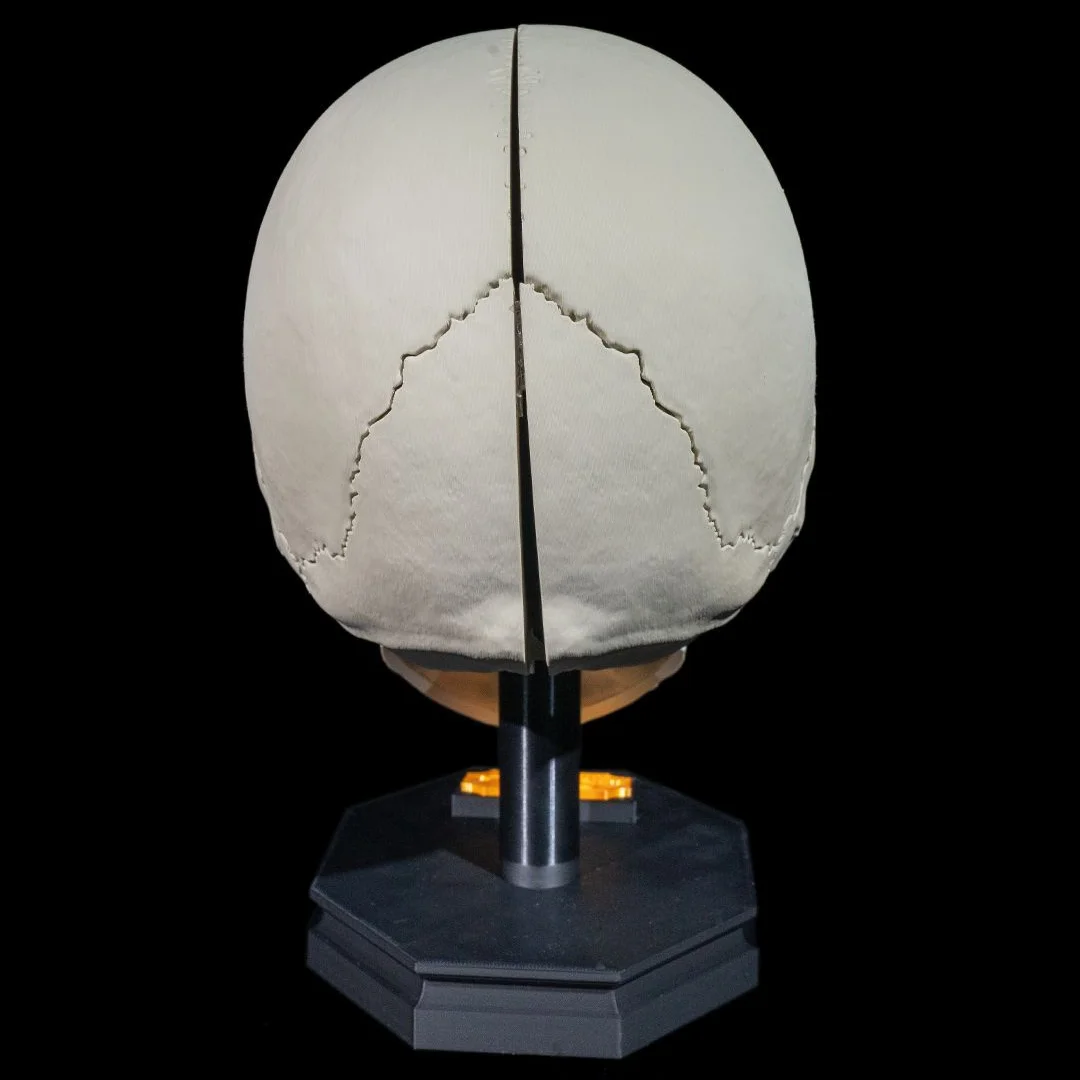 Rear view of an adult skull model showing cranial sutures.