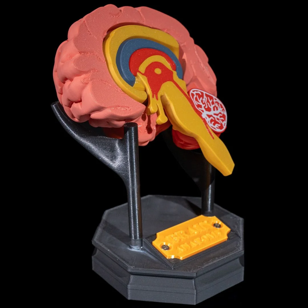 Angled view of a brain cross-section model showing internal structures on a stand.