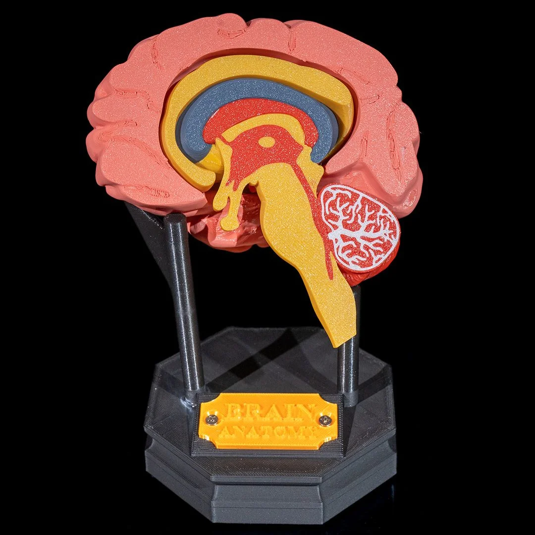 Side view of a brain cross-section teaching model with internal layers visible.