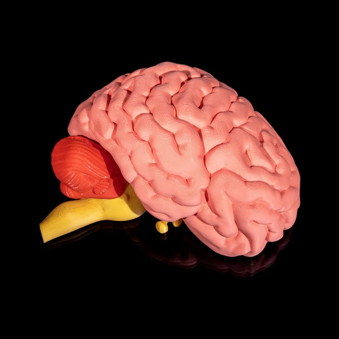 Detached brain model showing surface folds and the brainstem.