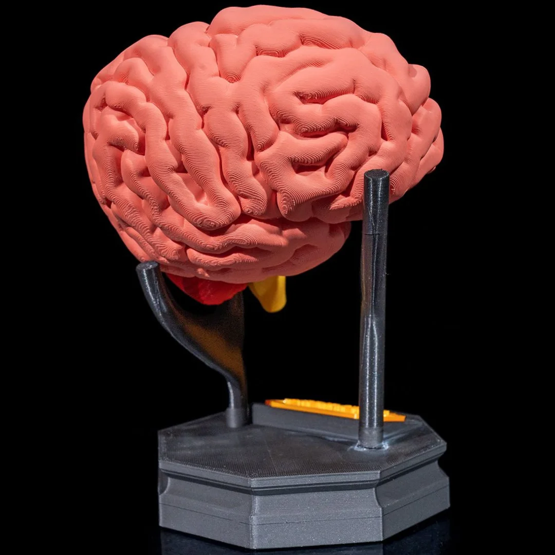 Rear angle of a brain model and its support stand.