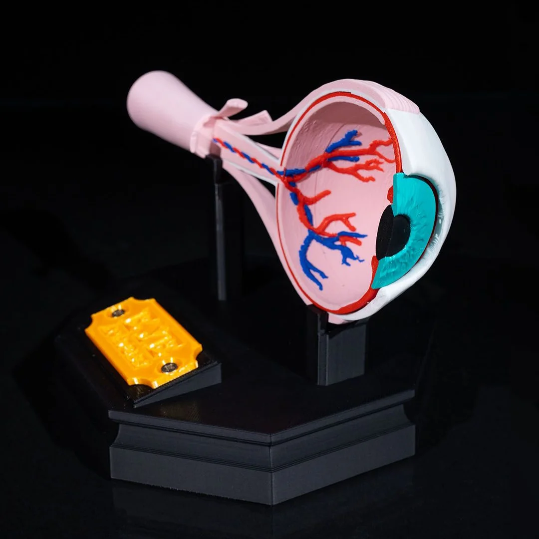 Angled view of an eye cross-section model with internal blood vessels visible.