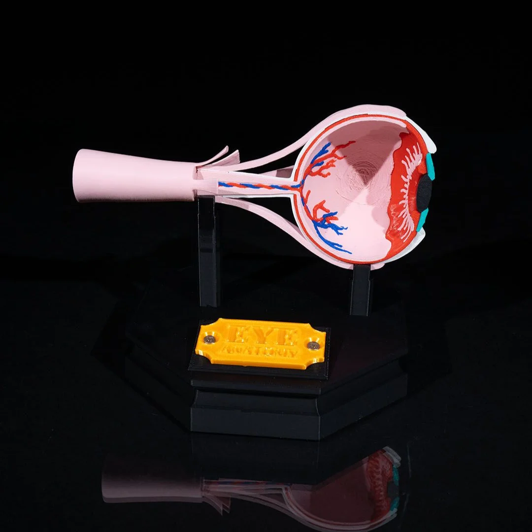 Side view of an eye anatomy teaching model on its base.