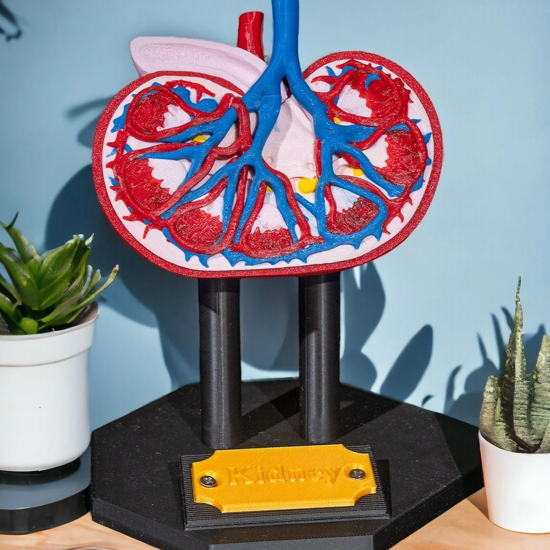 Front view of a kidney anatomy teaching model on its base.
