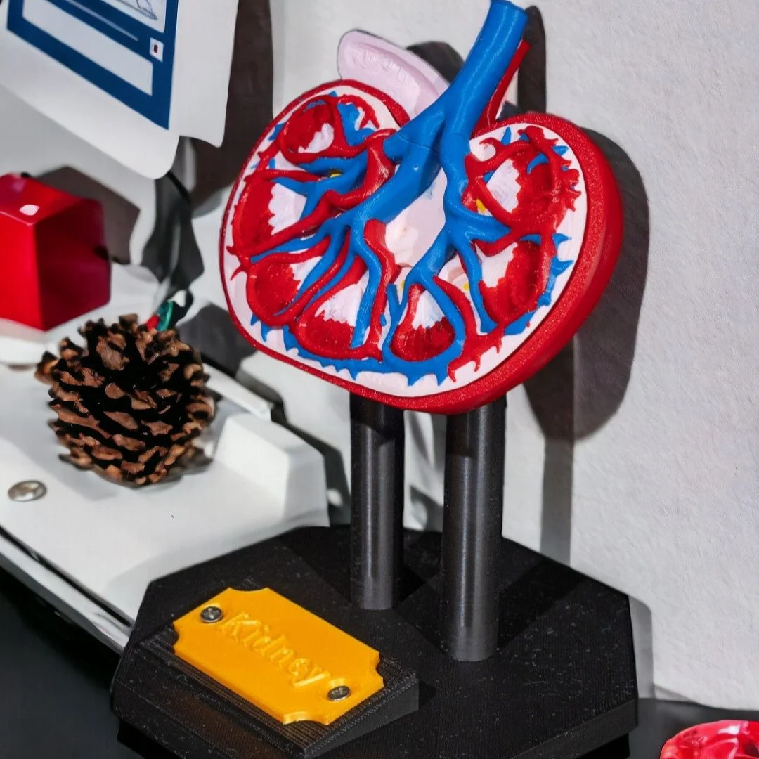 Side angle of a kidney cross-section model on its stand.