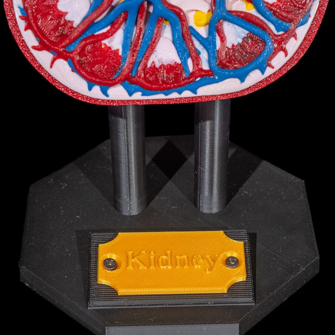 Close view of the kidney model nameplate and support stand.