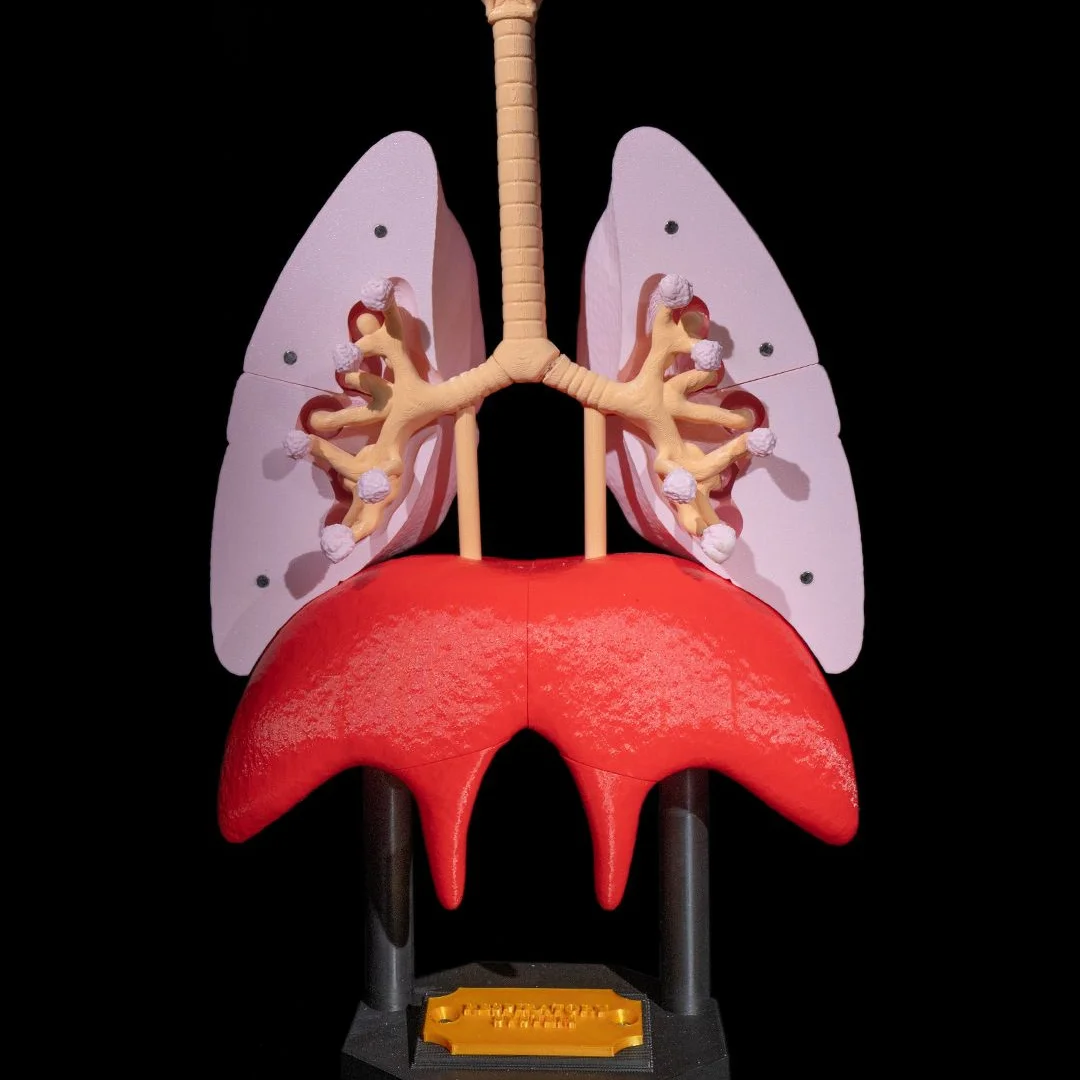 Opened lung model exposing branching airways above the diaphragm.