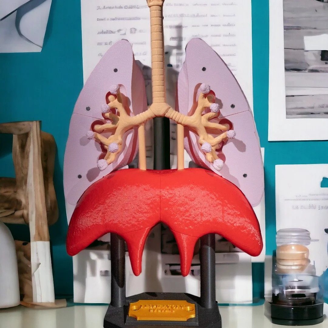 Lung cross-section model displayed with its internal airways visible.