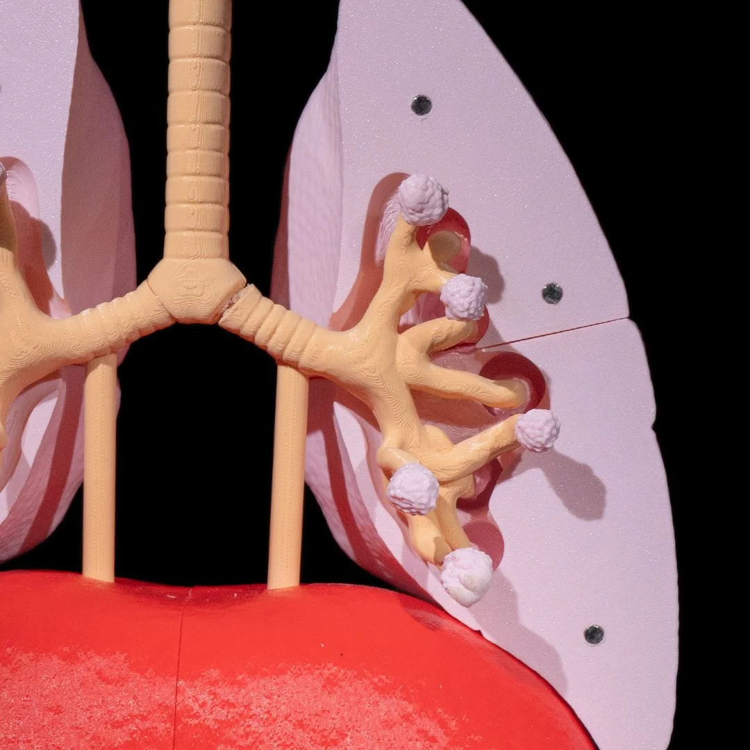 Close view of branching airways inside the lung model.