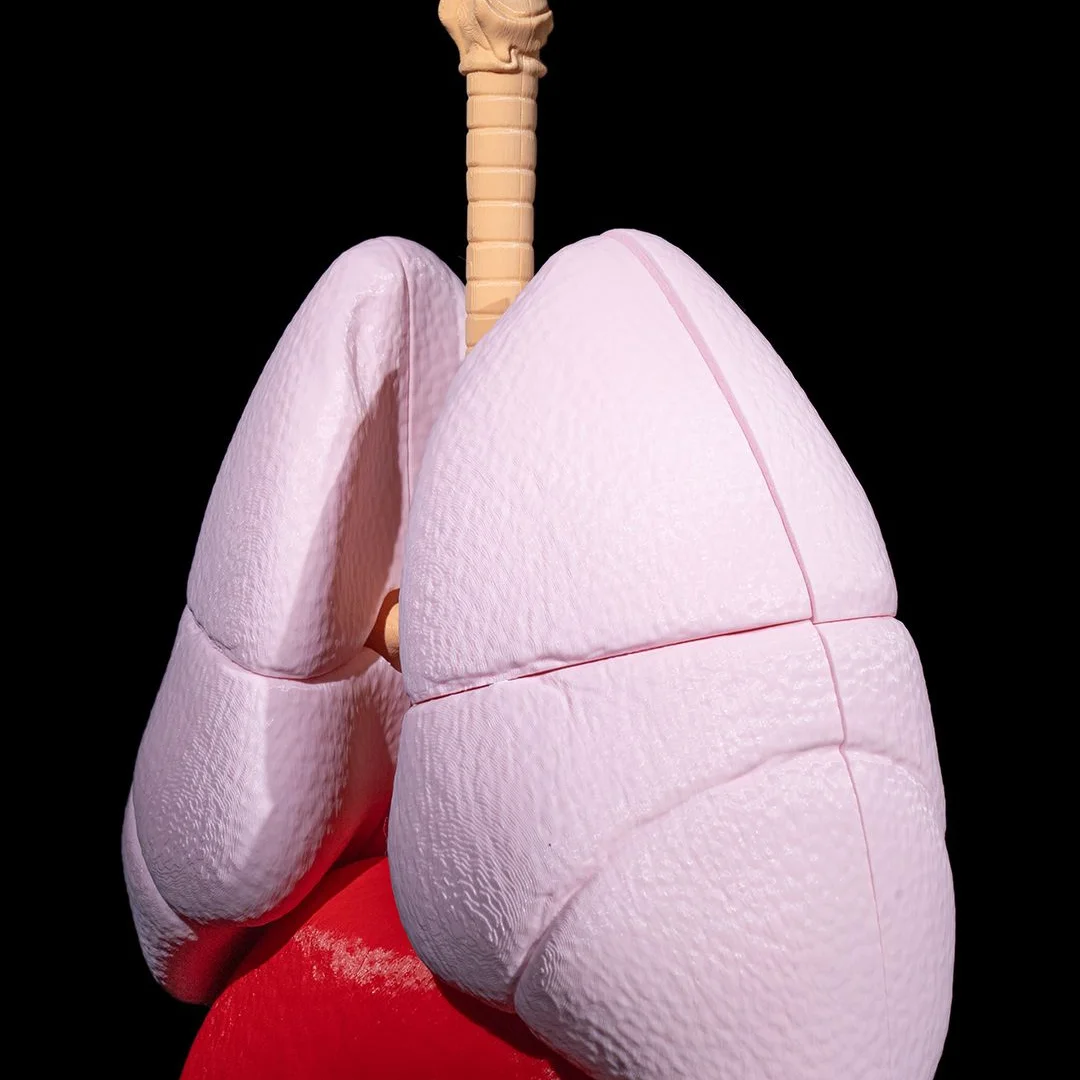 Close angled view of the outer lung surfaces and windpipe.