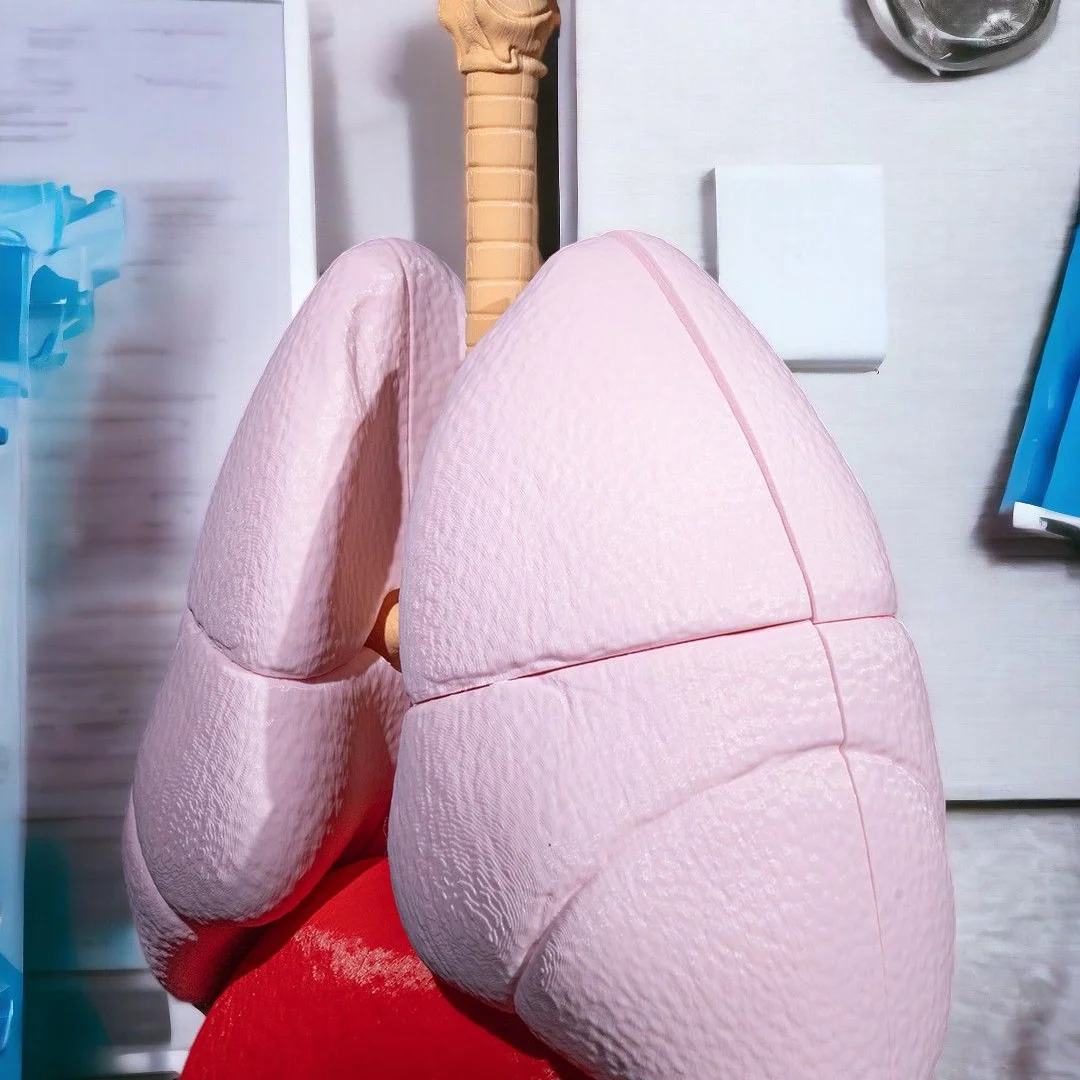 Side view of the assembled lung anatomy model.
