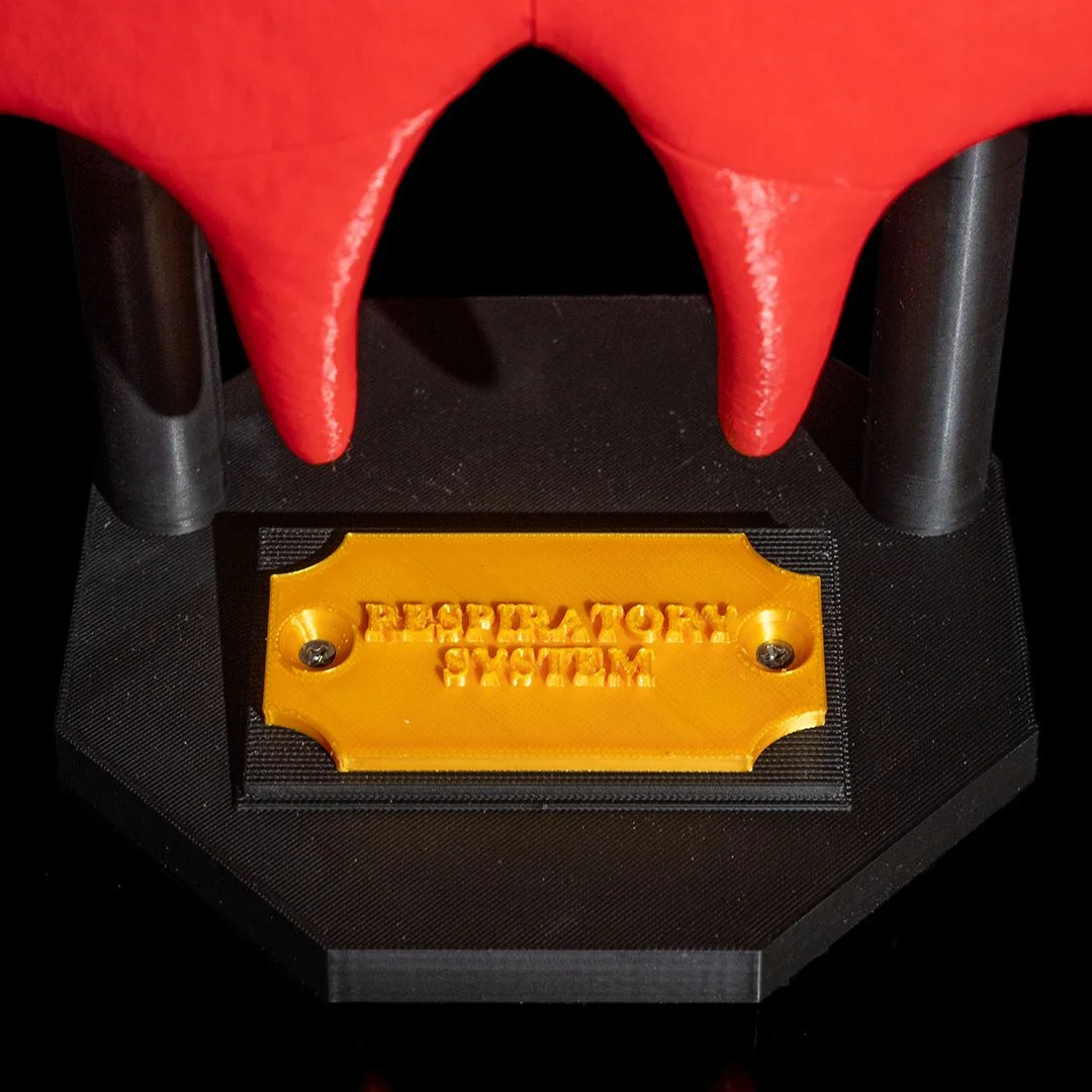 Close view of the respiratory system model nameplate and base.