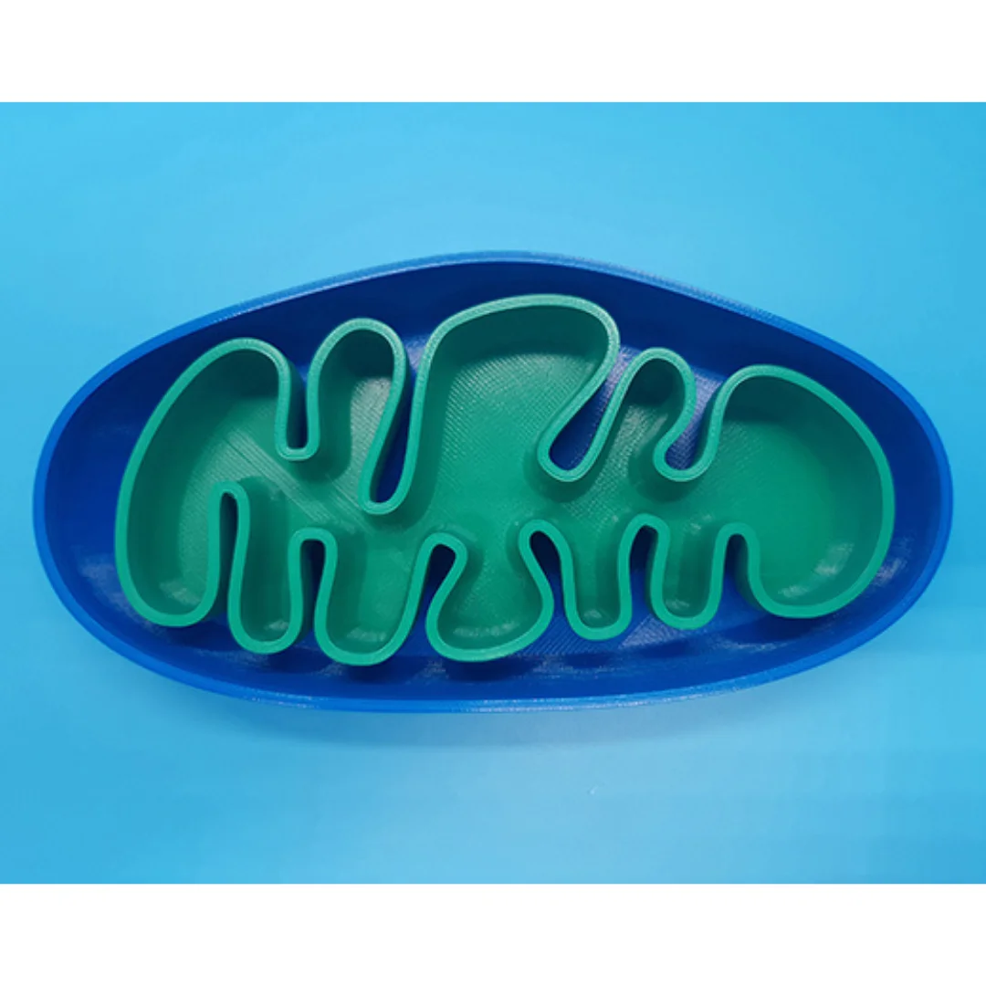 Overhead view of a mitochondrion model with the inner folds exposed.