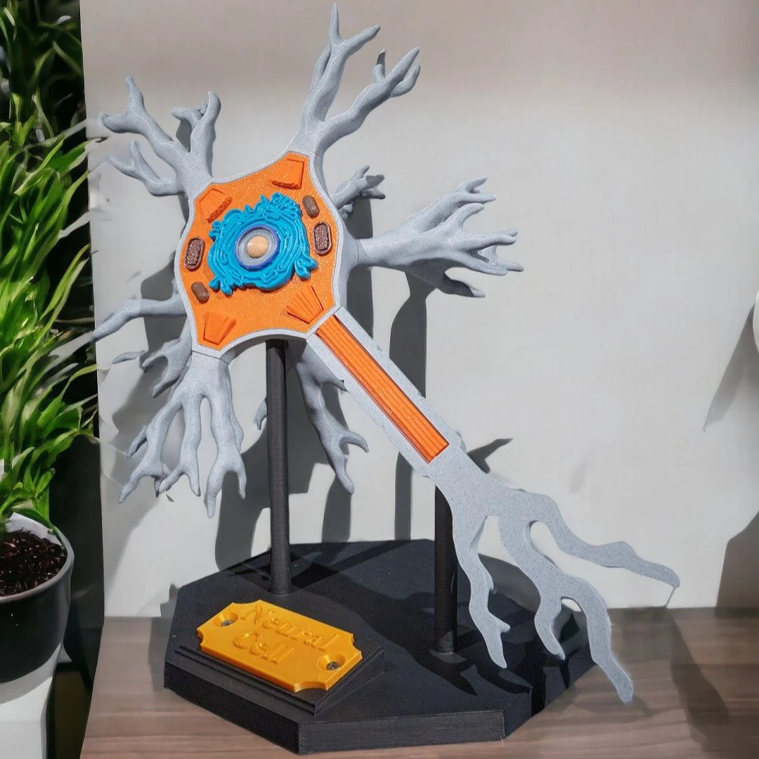 Angled front view of a neuron model with internal cell details exposed.