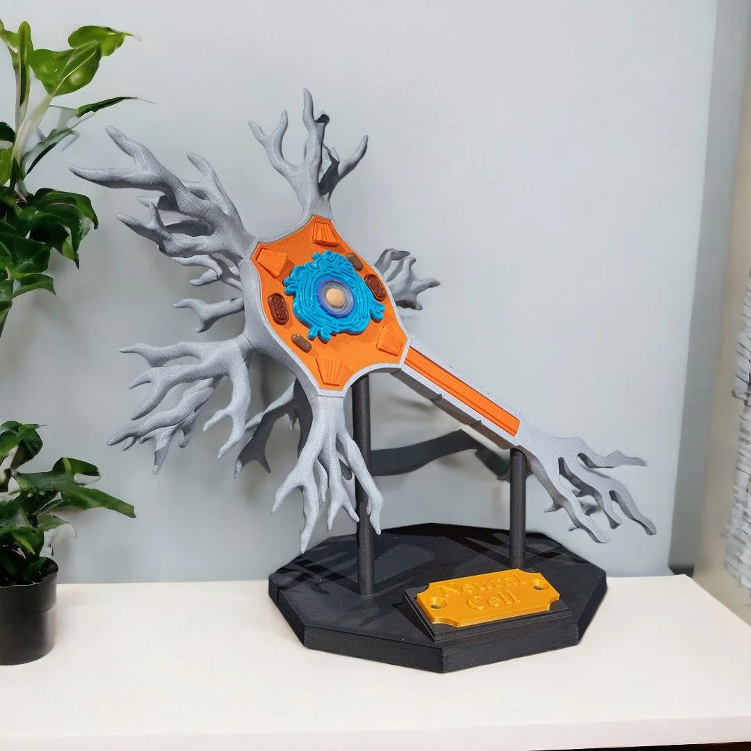 Neuron anatomy model displayed on its support base.