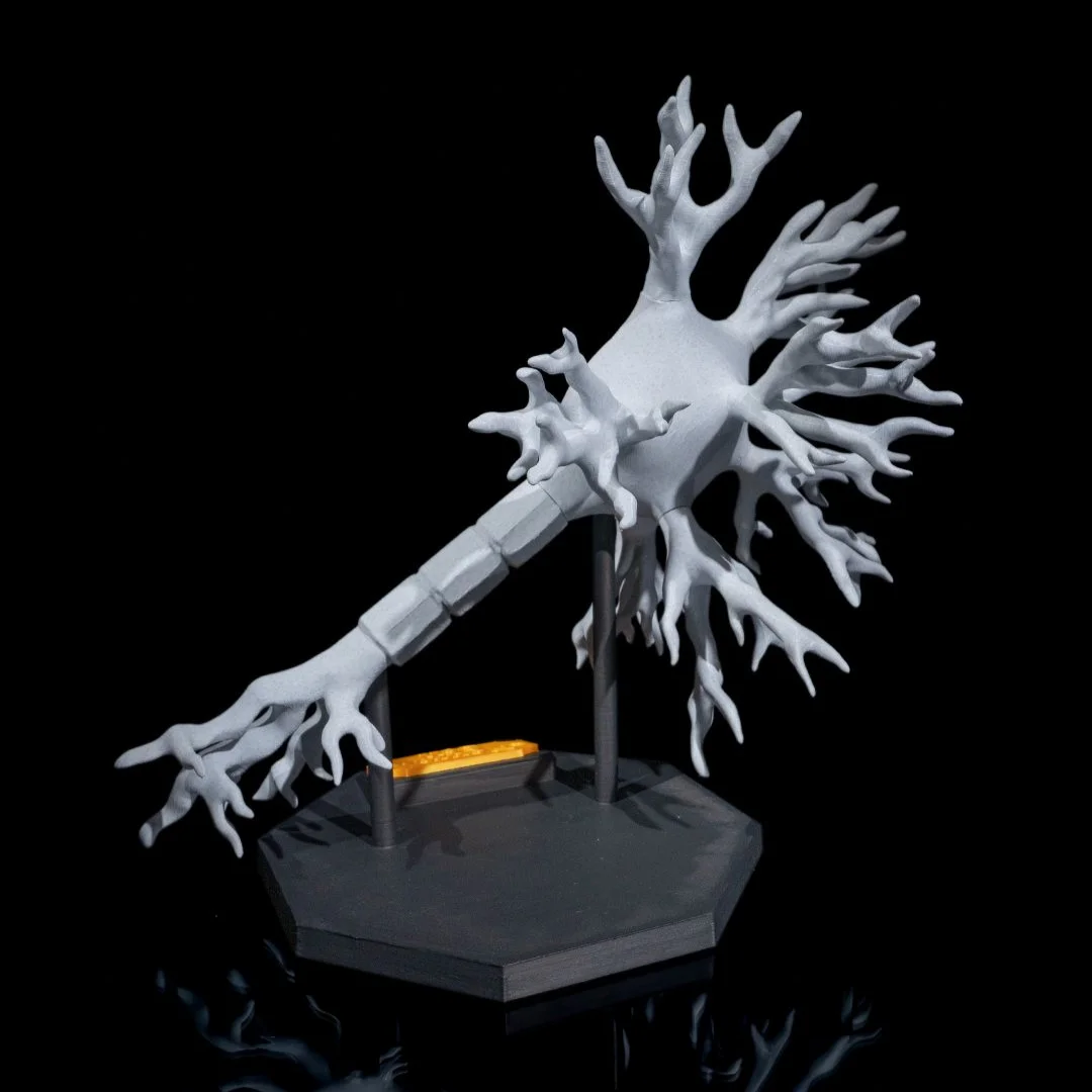 Opposite rear angle of a neuron teaching model on its base.