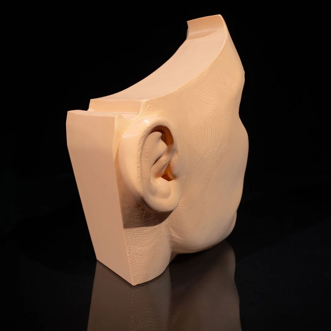 Rear angle of a half-head model showing the ear and outer surface.
