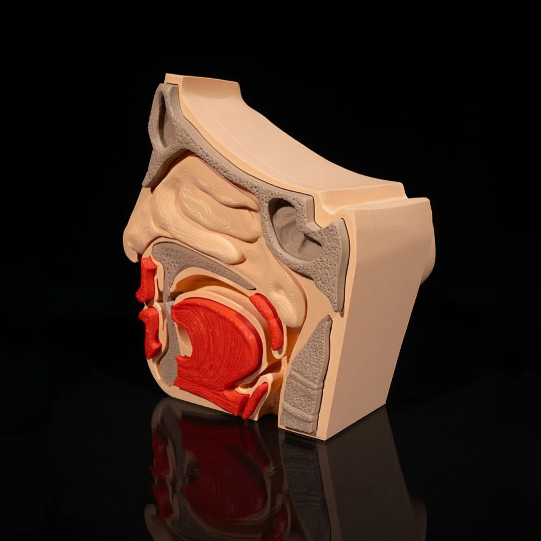 Angled view of a head cross-section showing nasal and oral cavities.