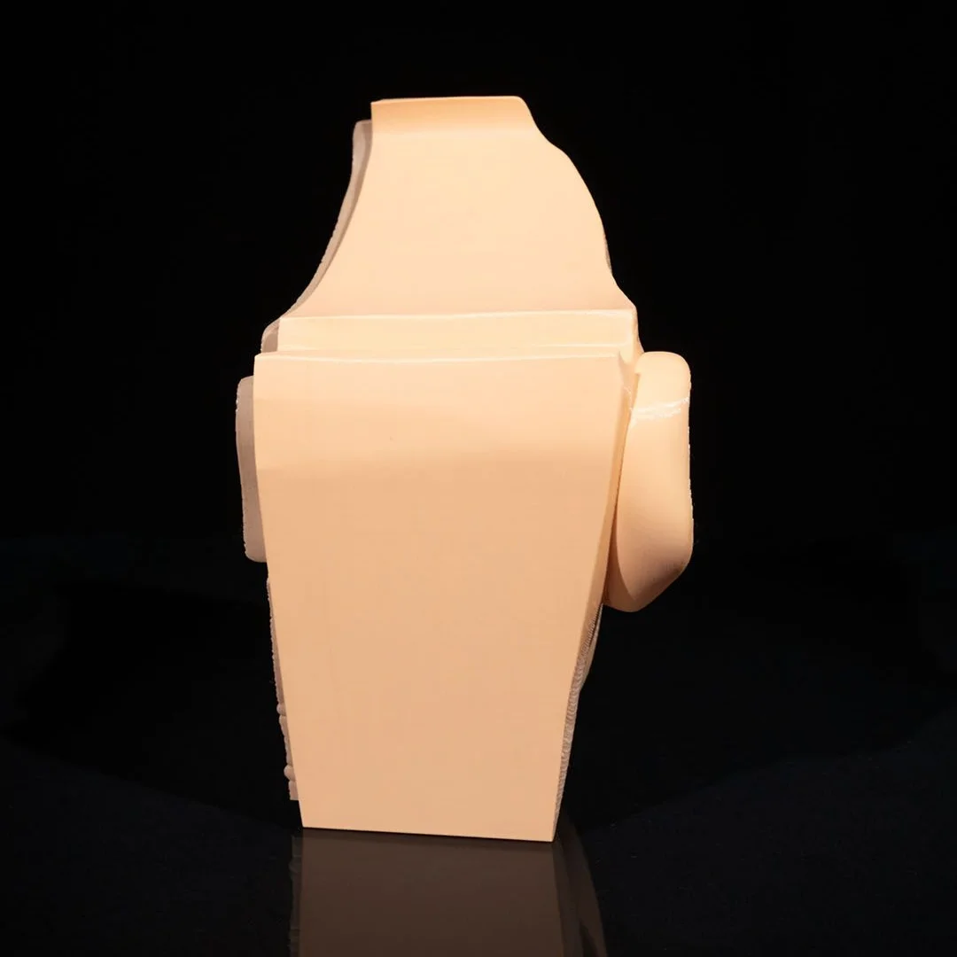 Rear view of a half-head anatomy model.