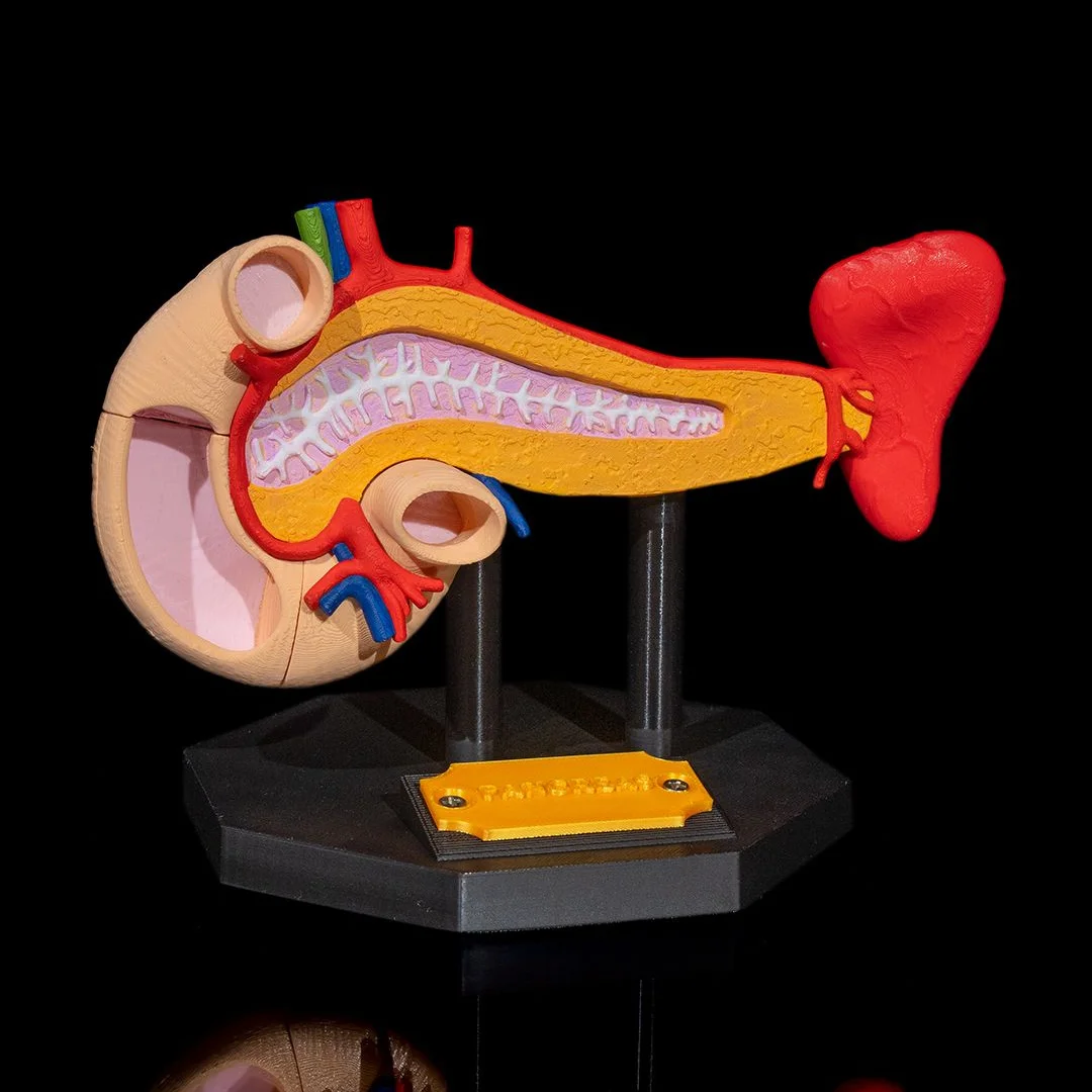 Pancreas anatomy model showing internal structures and adjoining organs on a stand.