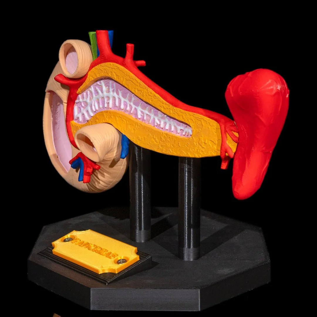 Angled view of the pancreas model showing internal details.