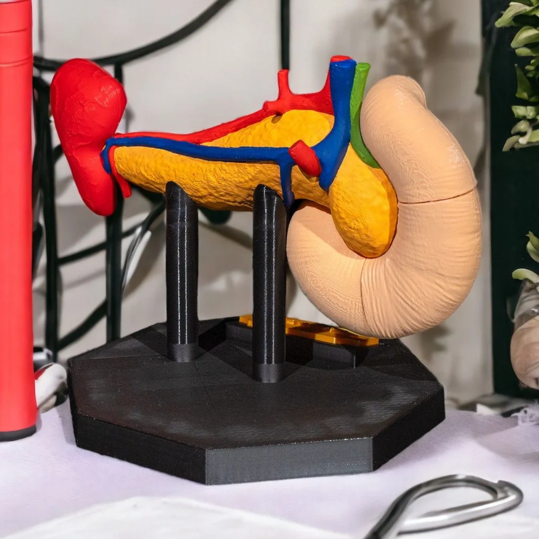 Opposite rear angle of a pancreas anatomy model.