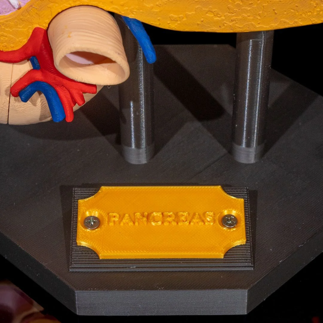Close view of the pancreas model nameplate and support base.