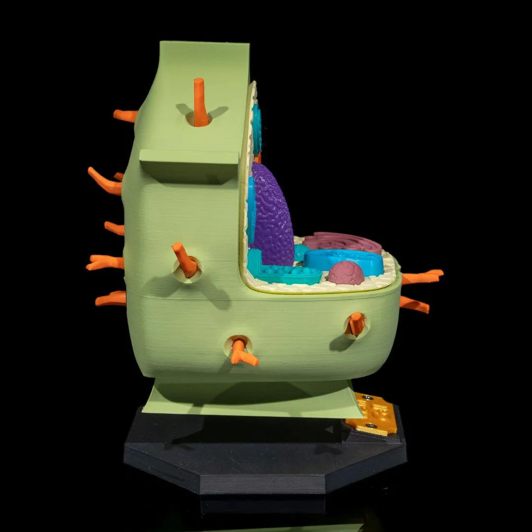 Side view of a plant cell model showing the depth of its cross-section.