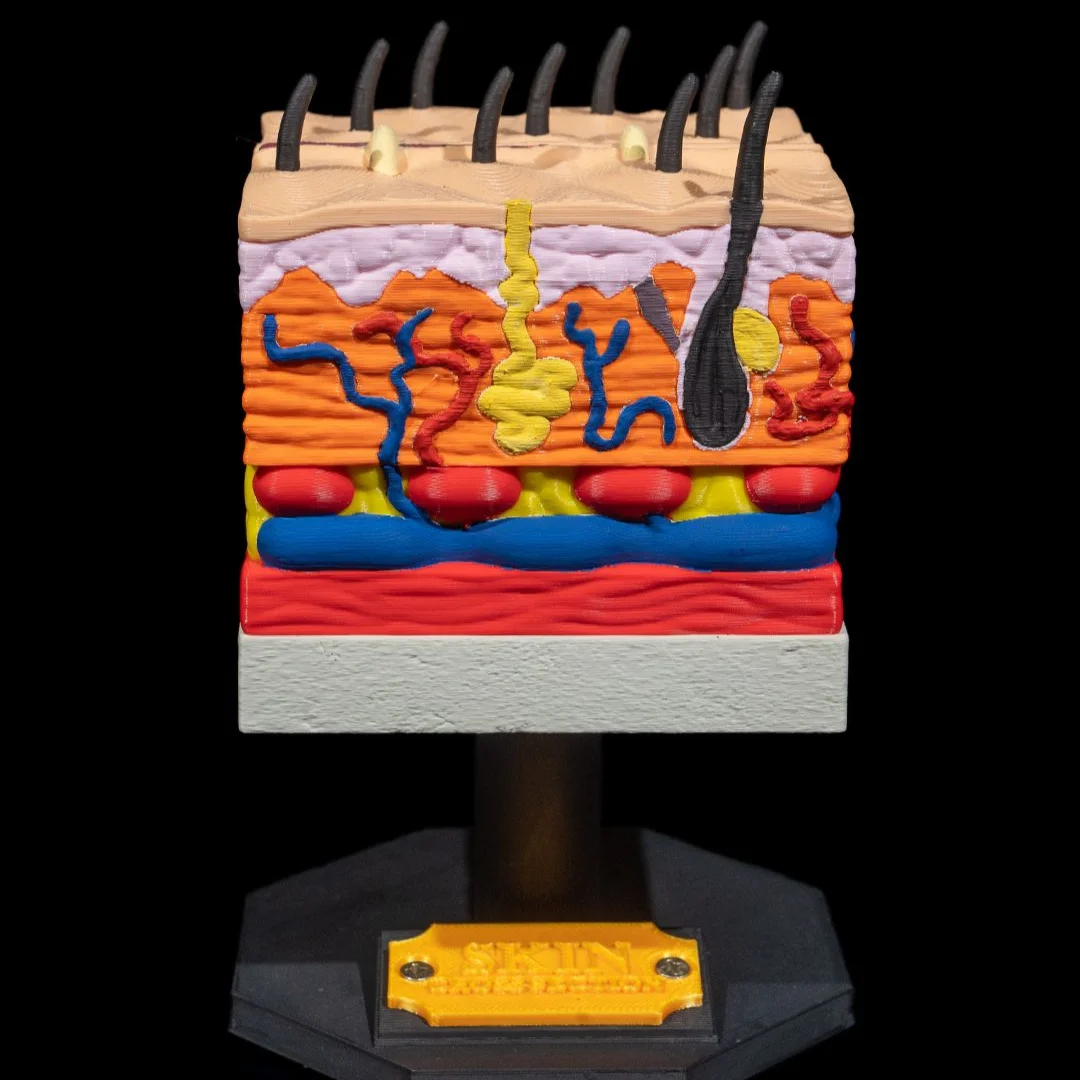Front view of a skin cross-section model on its display base.