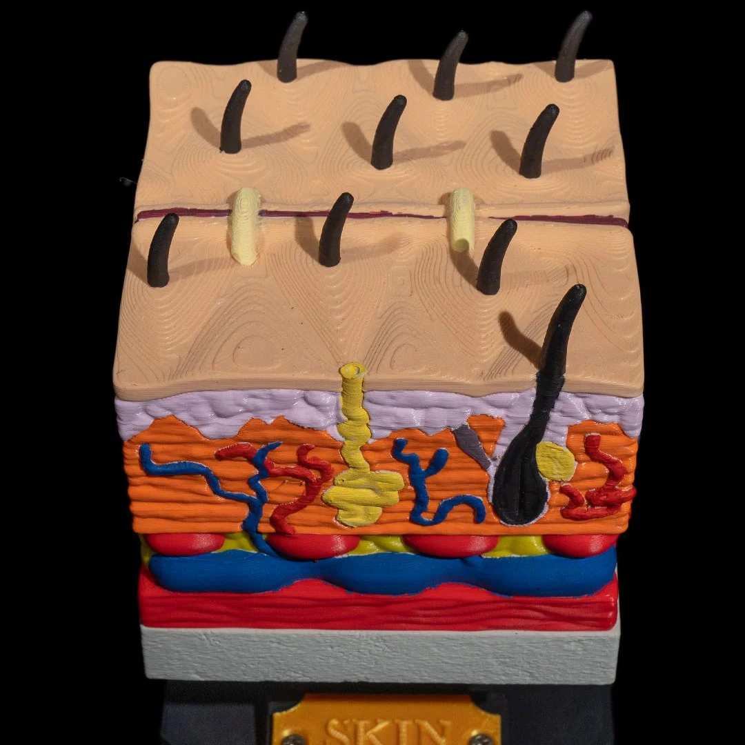 Close view of the skin model showing surface hairs and underlying structures.