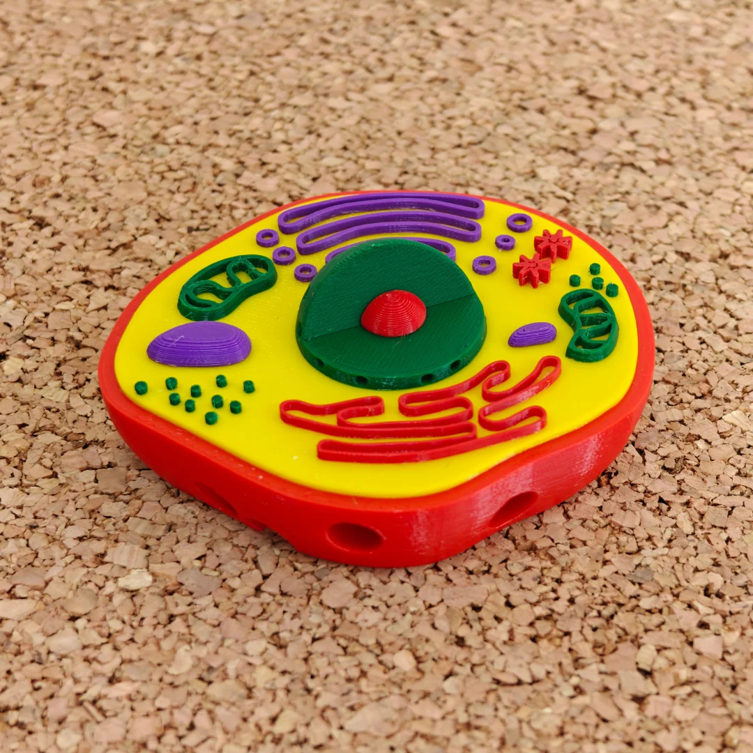 Small animal cell model showing raised organelles and a central nucleus.