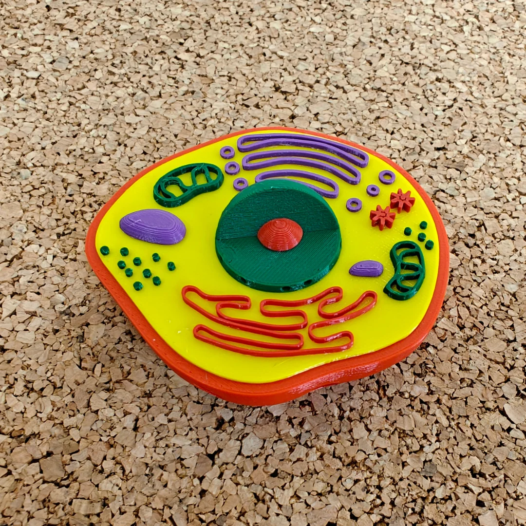 Front angled view of a compact animal cell model.