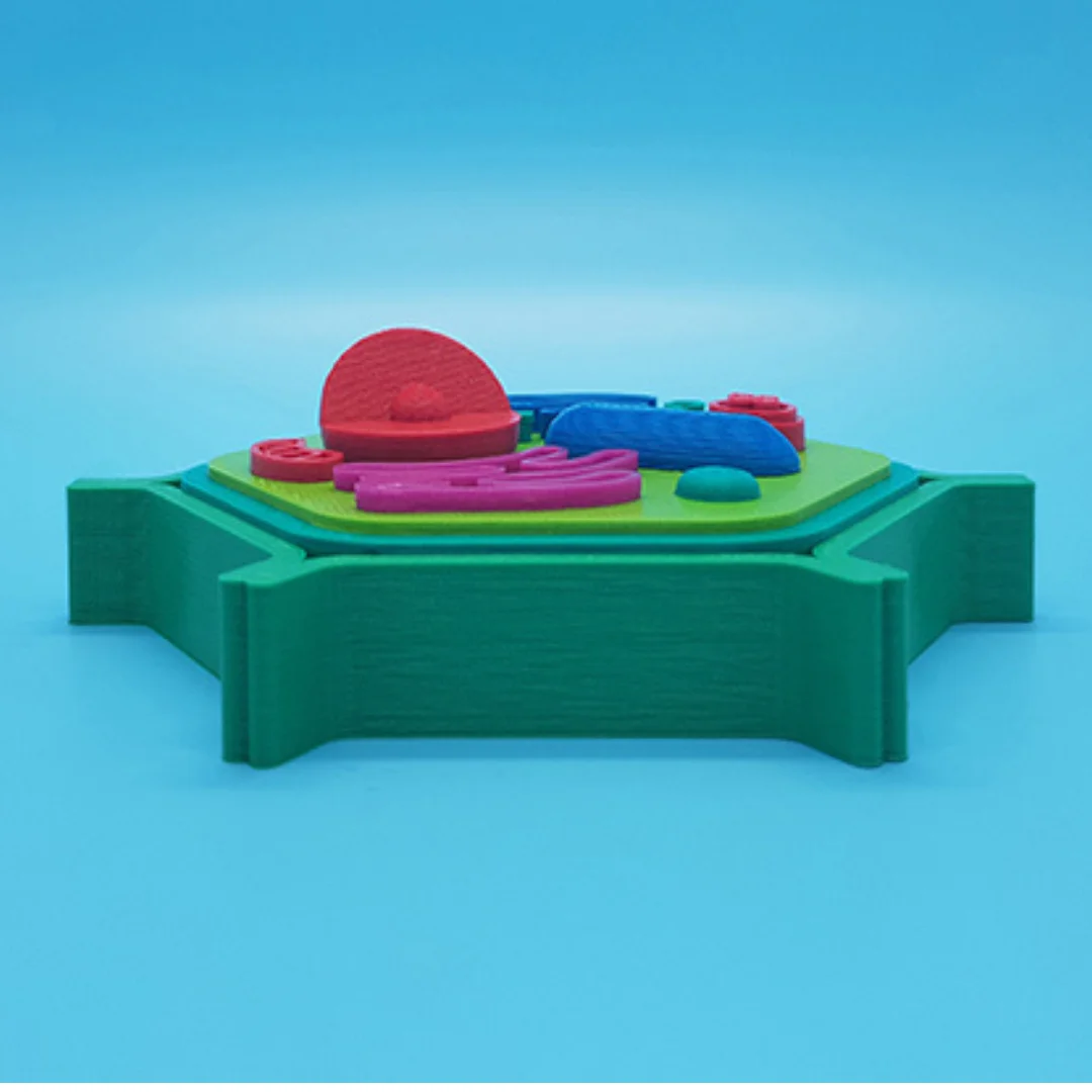 Low side view of a small plant cell model showing its raised organelles.