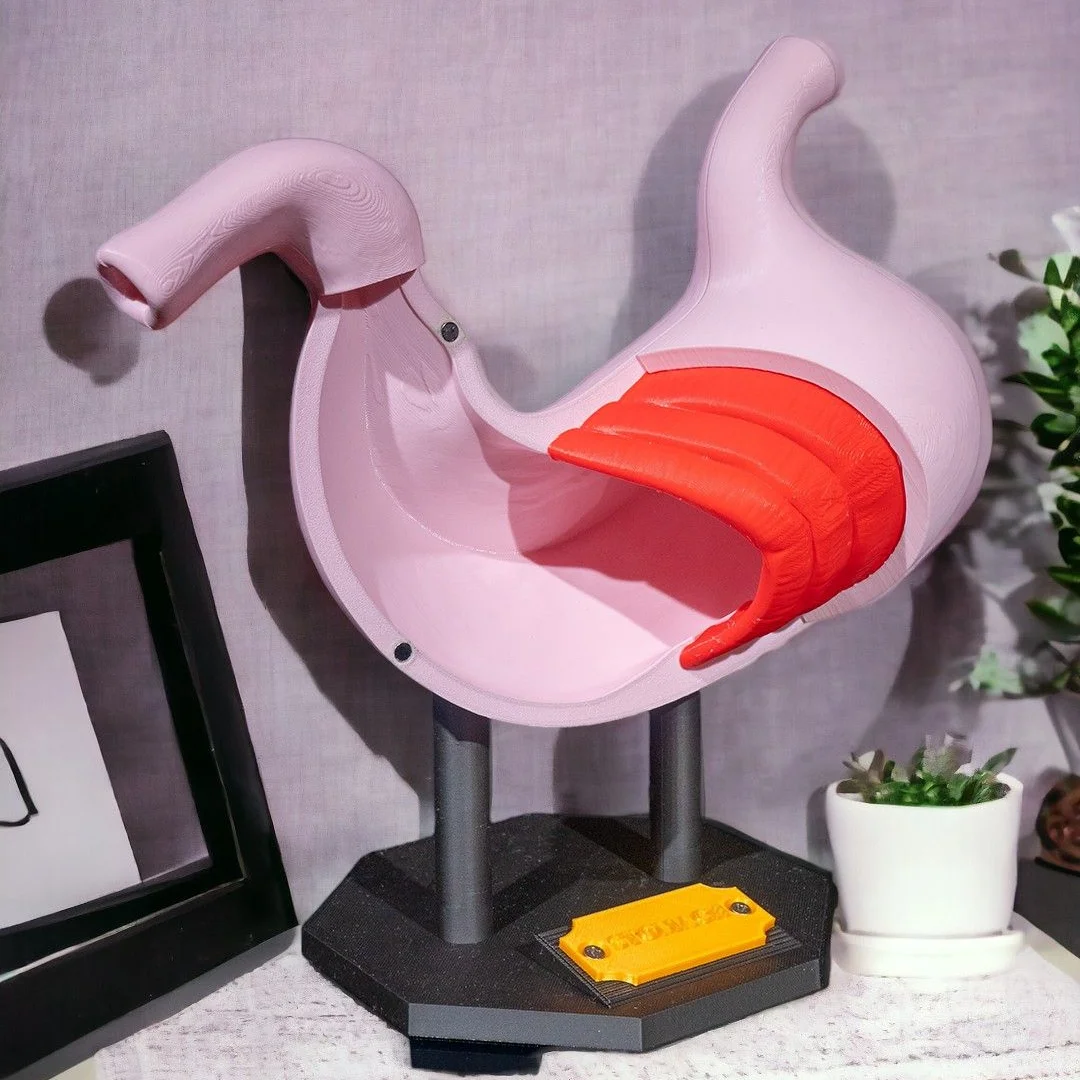 Open stomach teaching model displayed on its base.