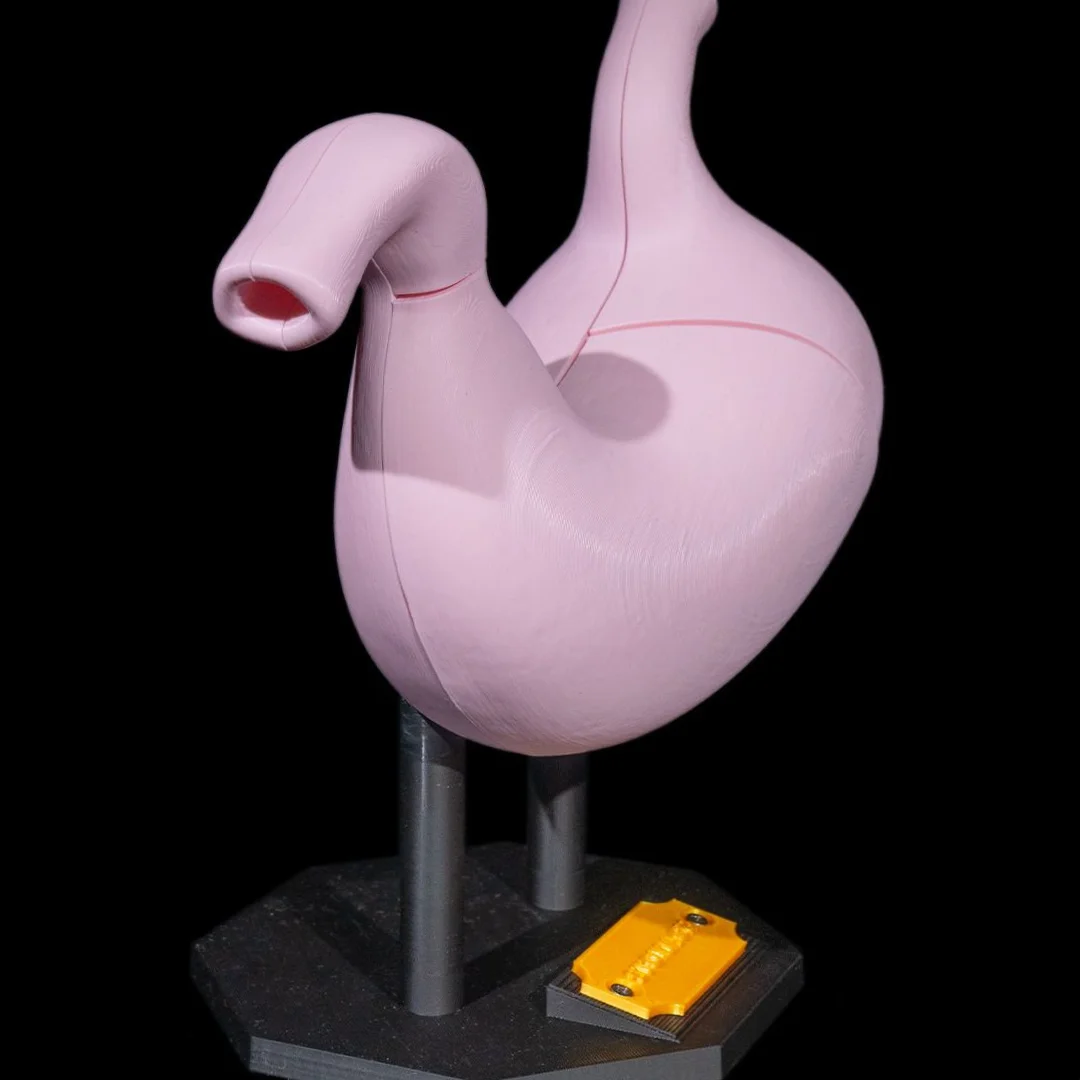 Side angle of an assembled stomach model.