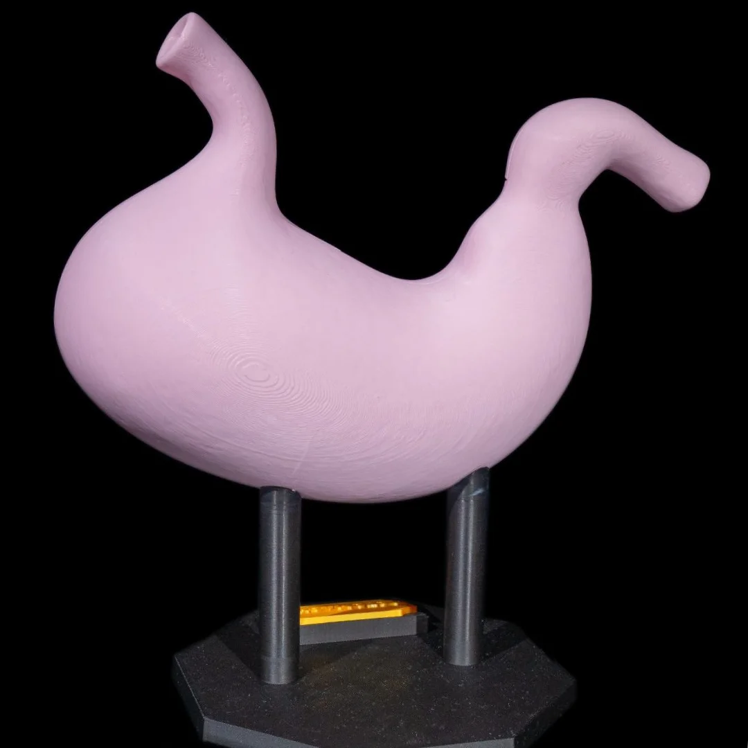 Outer rear surface of a stomach teaching model.