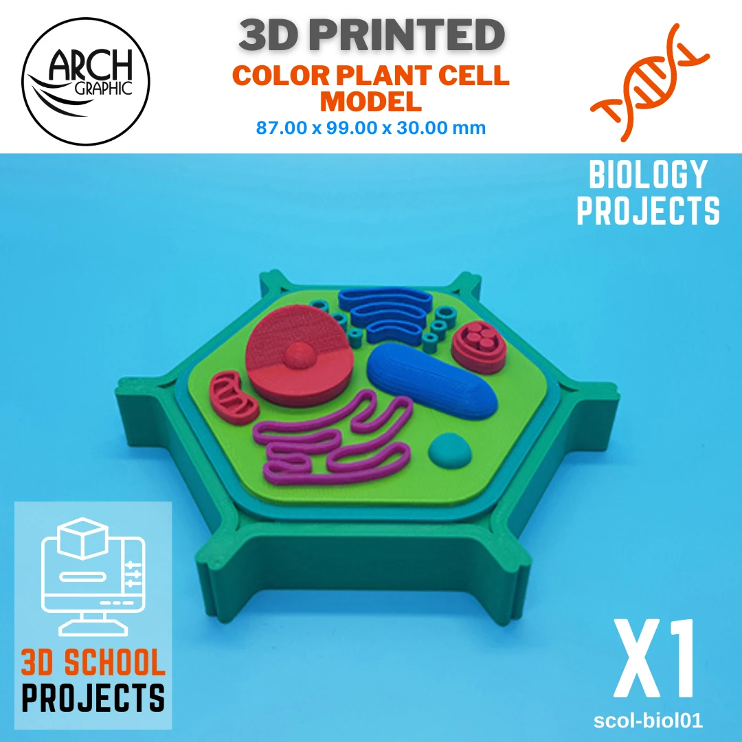 3D printed color plant cell model