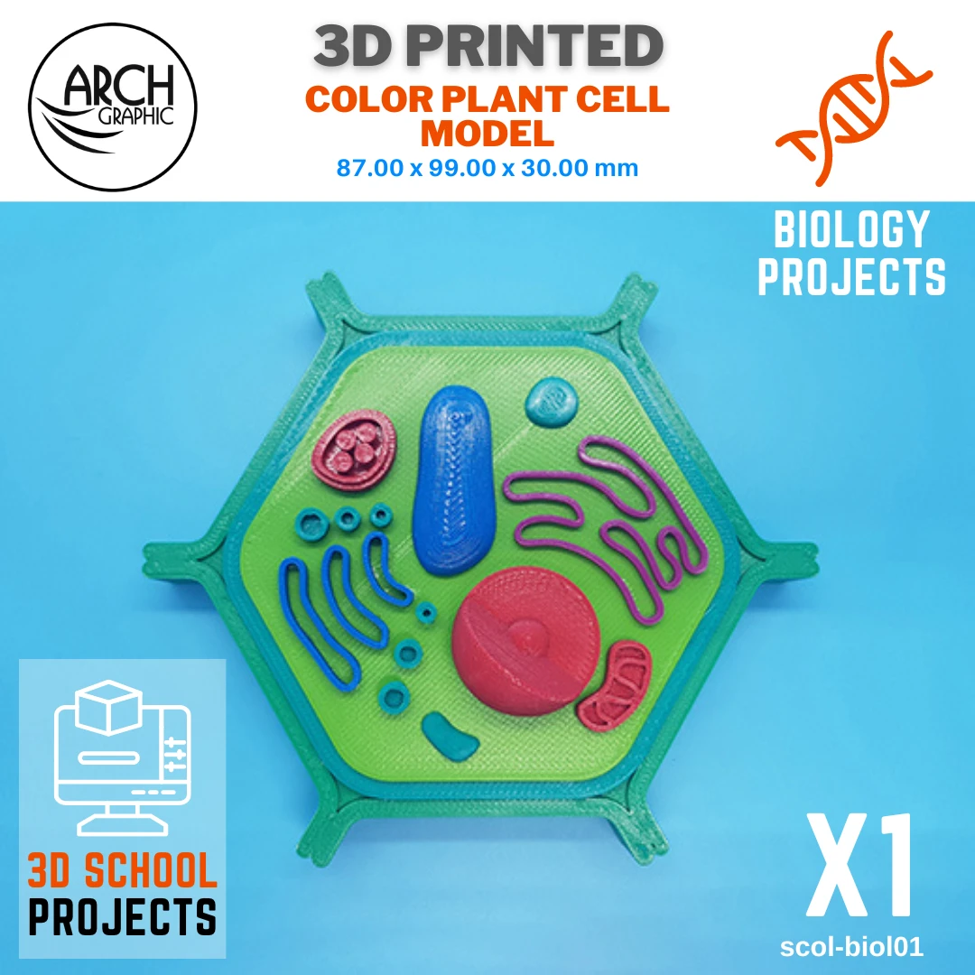 3D Printed Color Plant Cell using Best 3D Printers in UAE