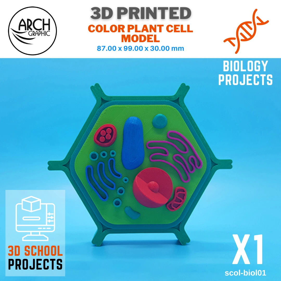 3D Printed Color Plant Cell Model by ARCH GRAPHIC Best 3D Printing Company in UAE