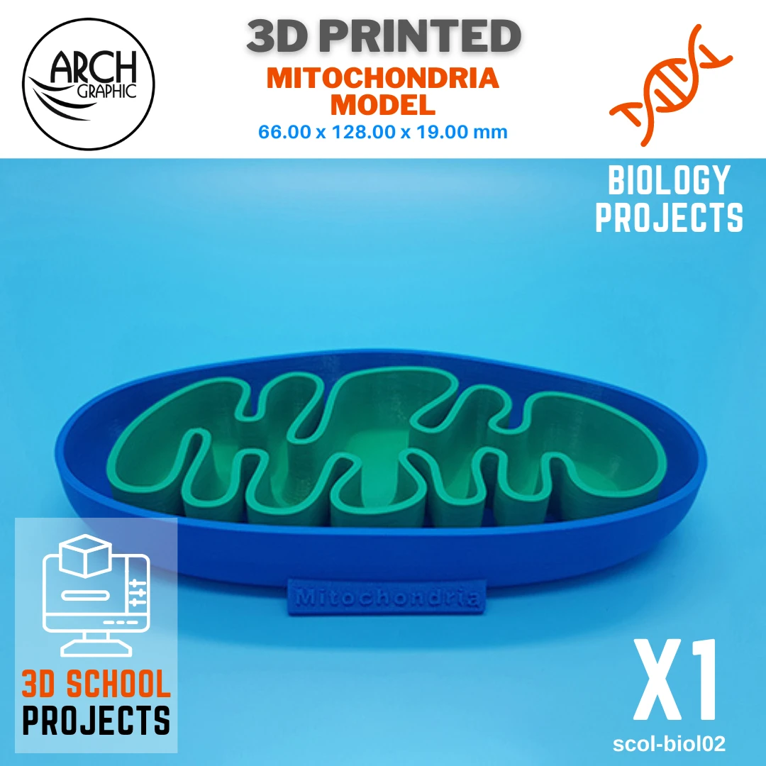 3D printed color mitochondria model