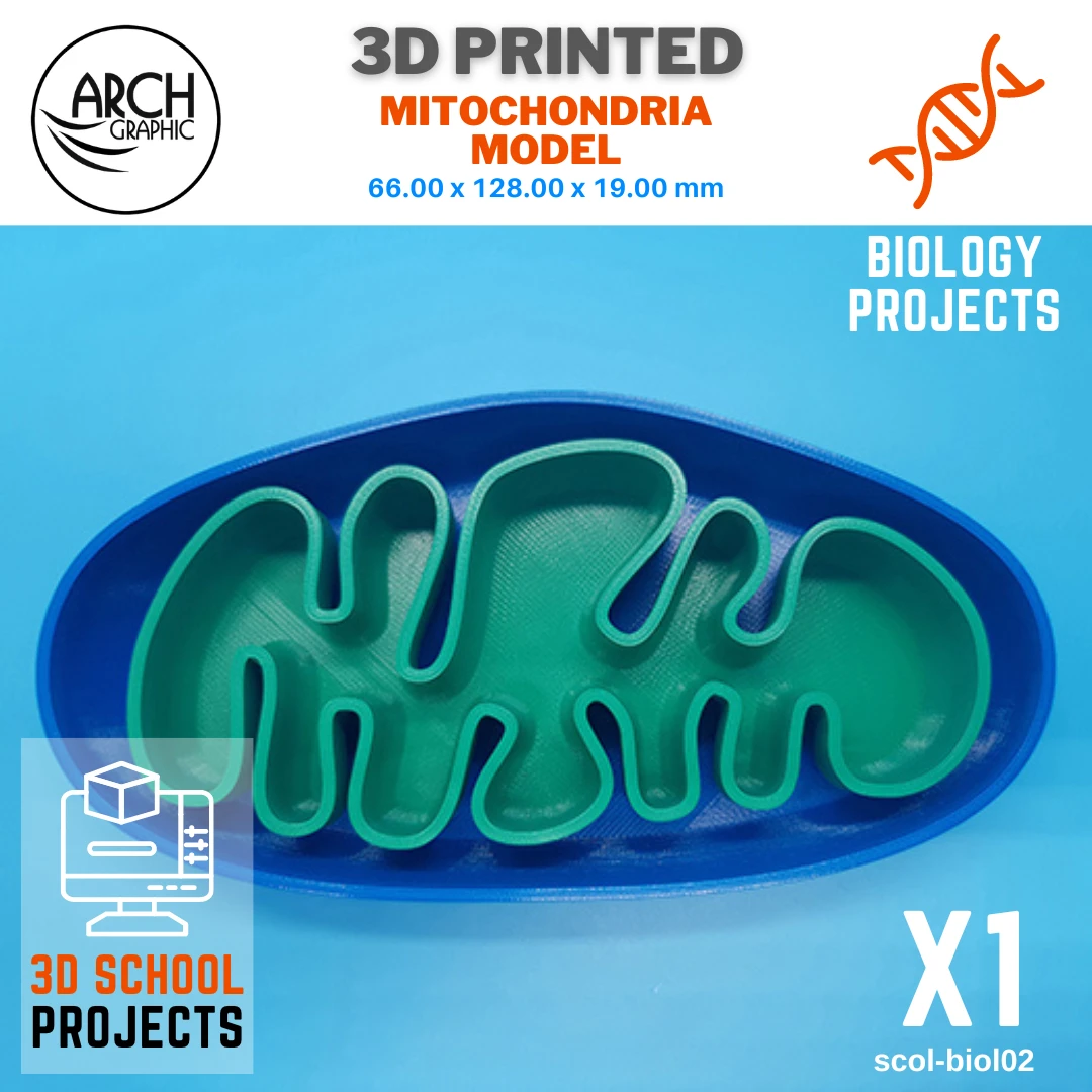 3D Printed Mitochondria Model for 3D Printed School Projects